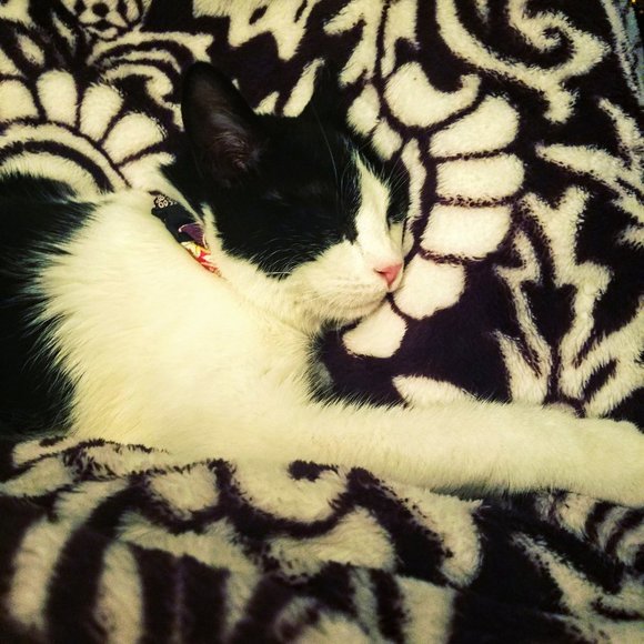 Meet your Posher, Rachel - Picture 5 of 5